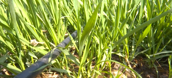 “水肥一体化”灌溉新技术助力春管工作 
